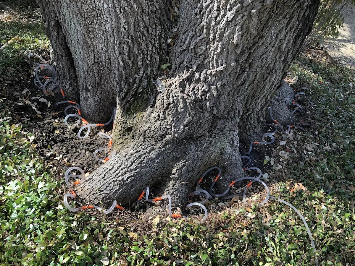 Detailed Tree Cabling and Bracing job site in Moline