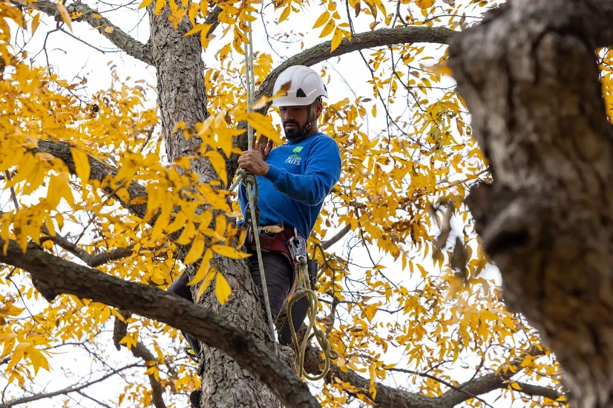 Skilled Storm Damage Cleanup crew working in Moline